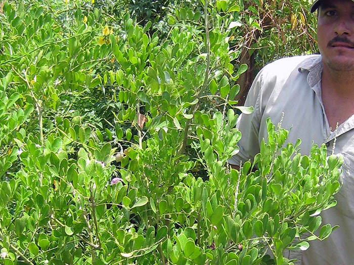 Sophora secundiflora